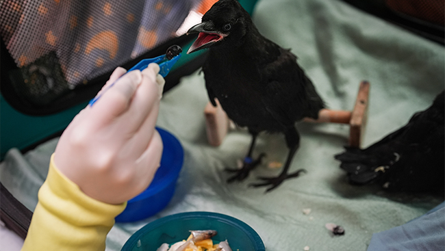 Dive-bombed or not, Vancouverites are still pro-crow, researchers say